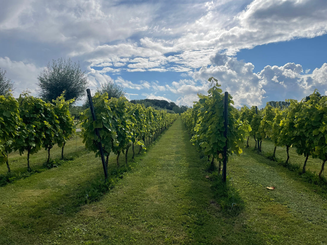 The weird and quirky names for select wine regions of the world
