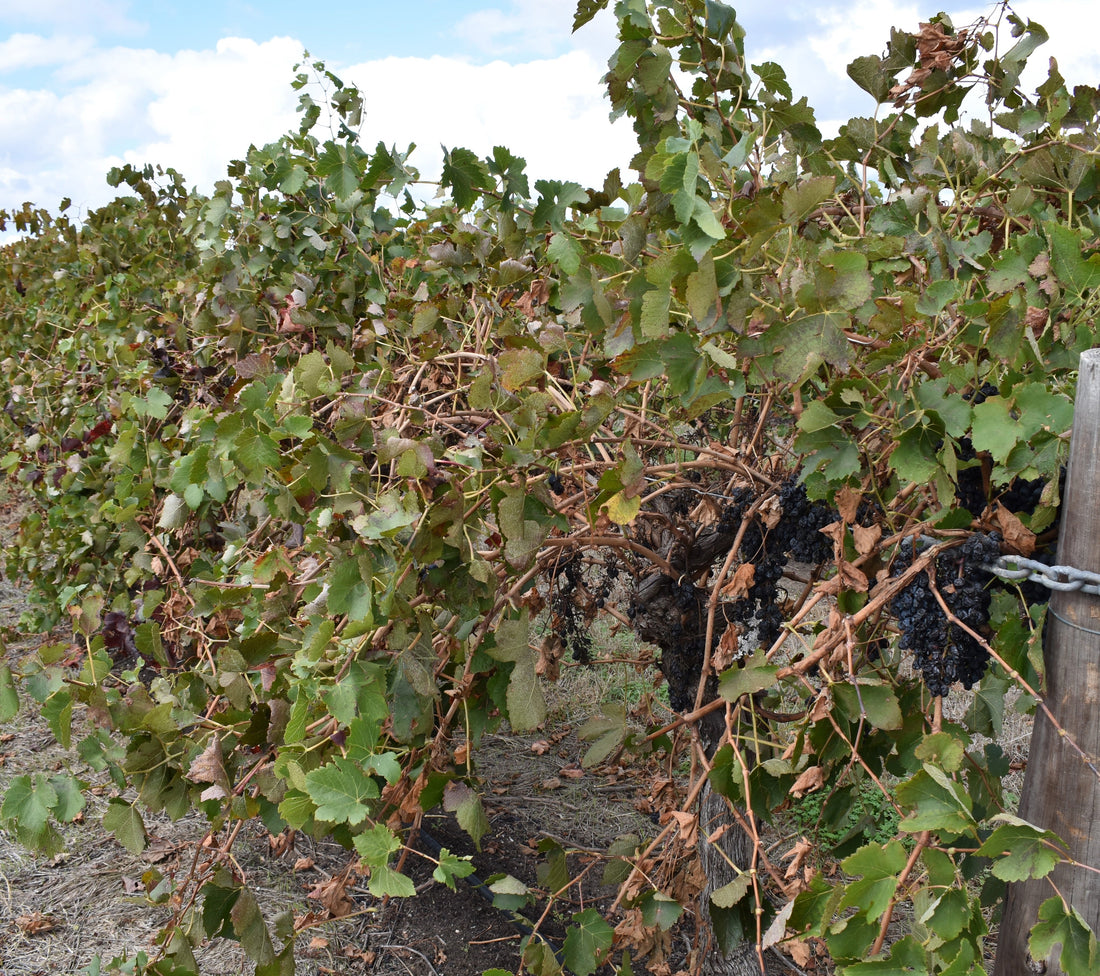 Earliest Harvest ever in France