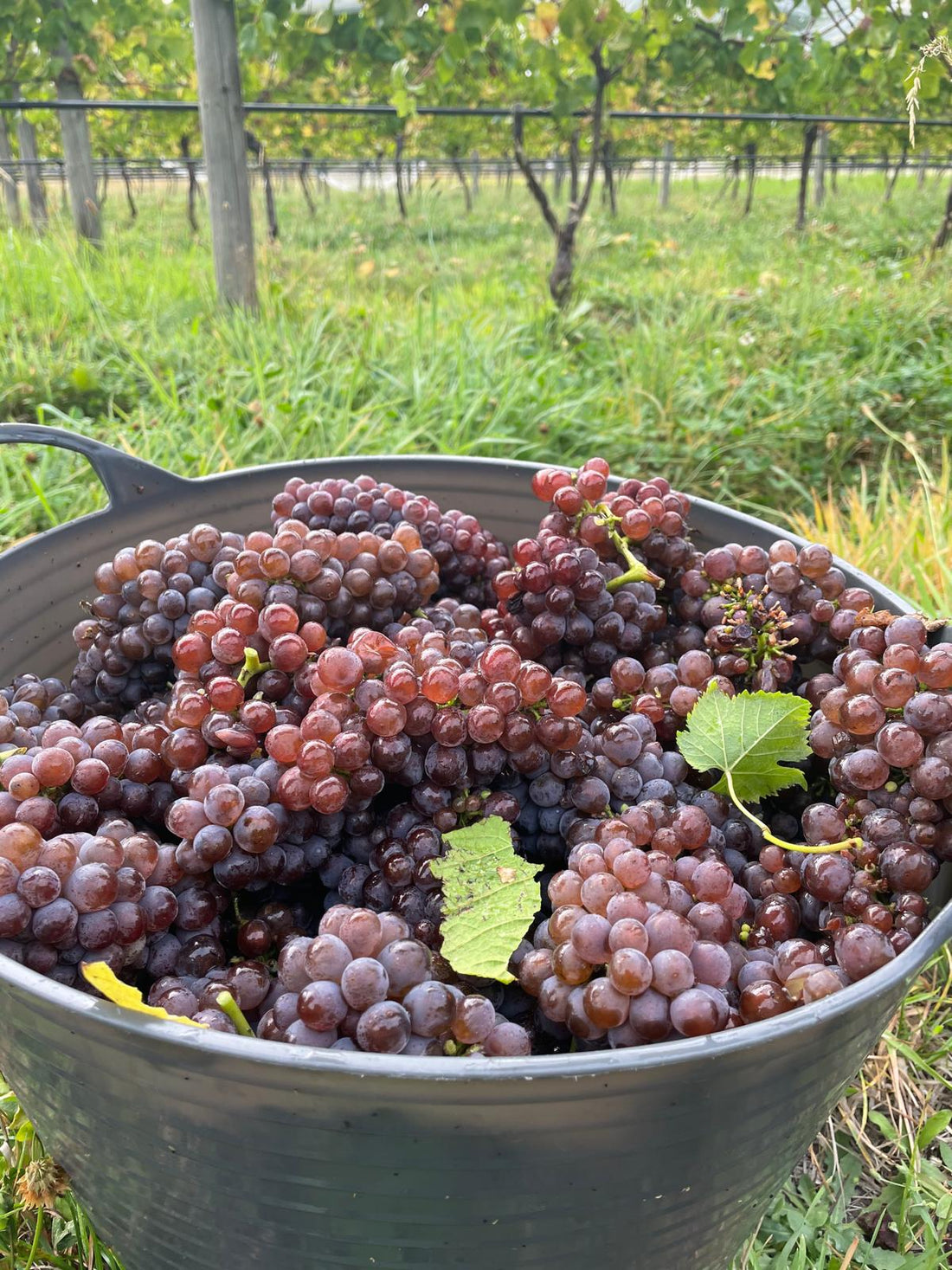 Pinot Gris vs. Pinot Grigio: One Grape, Many Styles
