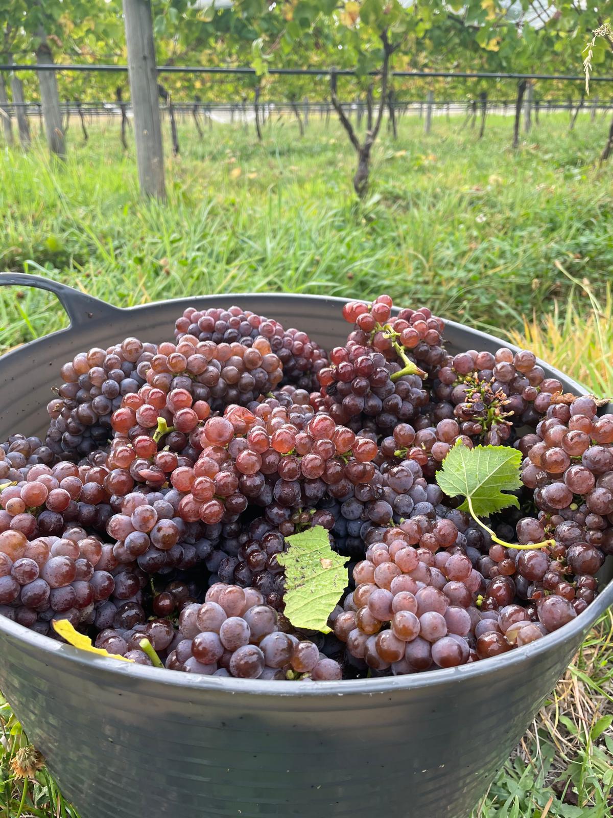 Pinot Gris vs. Pinot Grigio: One Grape, Many Styles